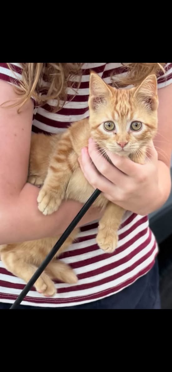 Lost cat
