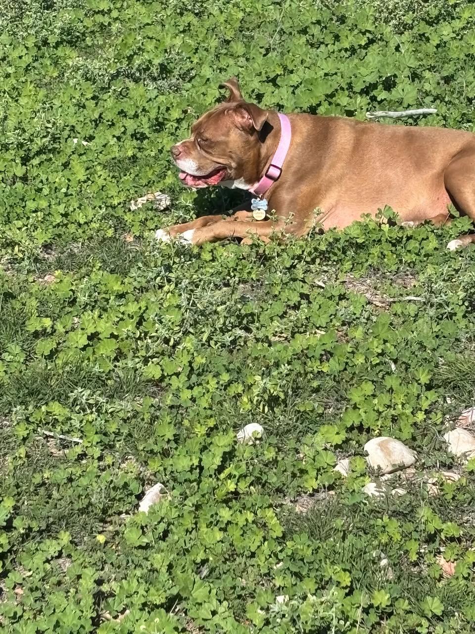 Lost Dog in Tanuri Hills