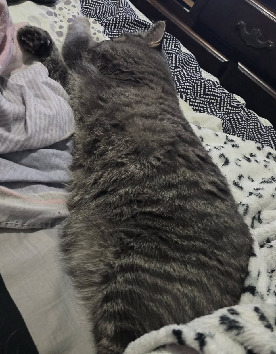 Lost cat
