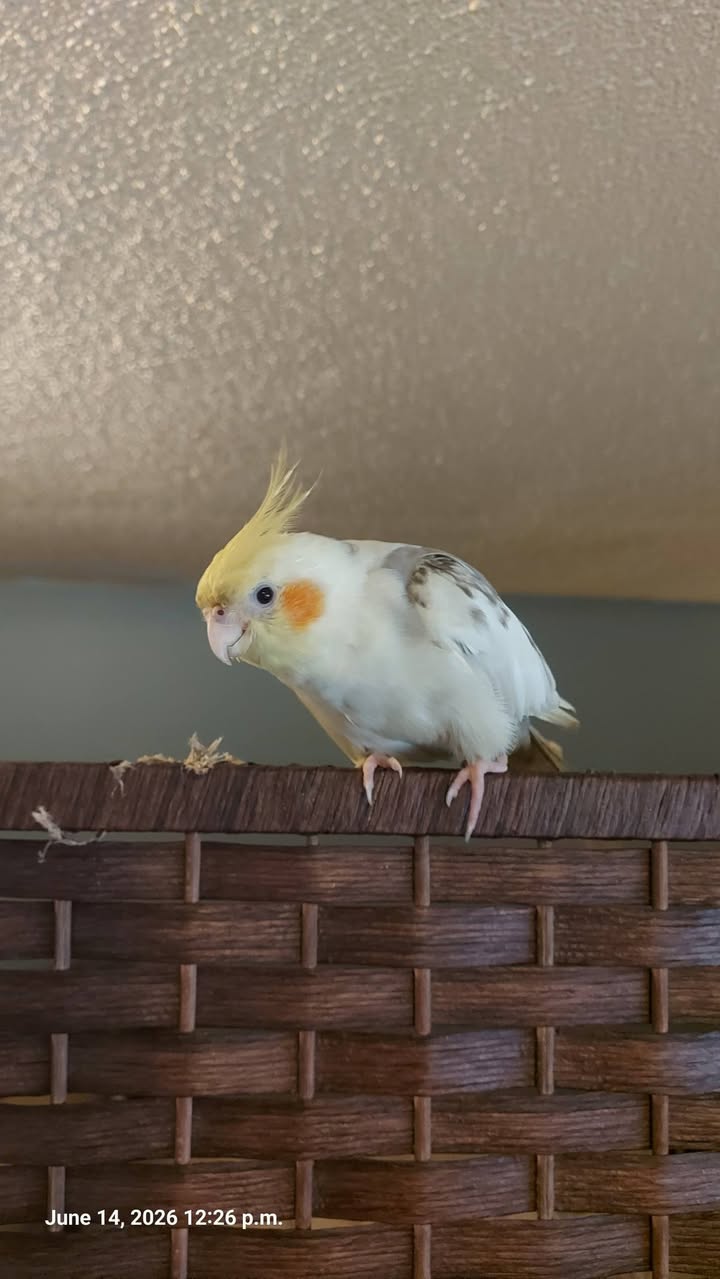 Lost bird
