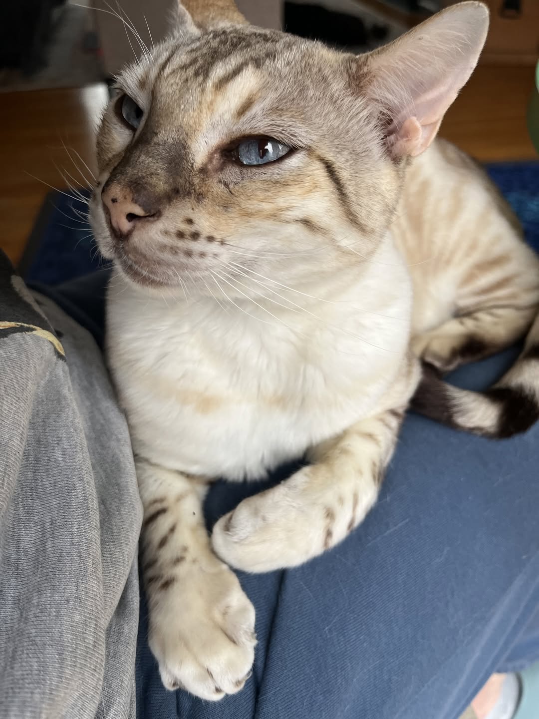 Lost Cat in Owen Sound