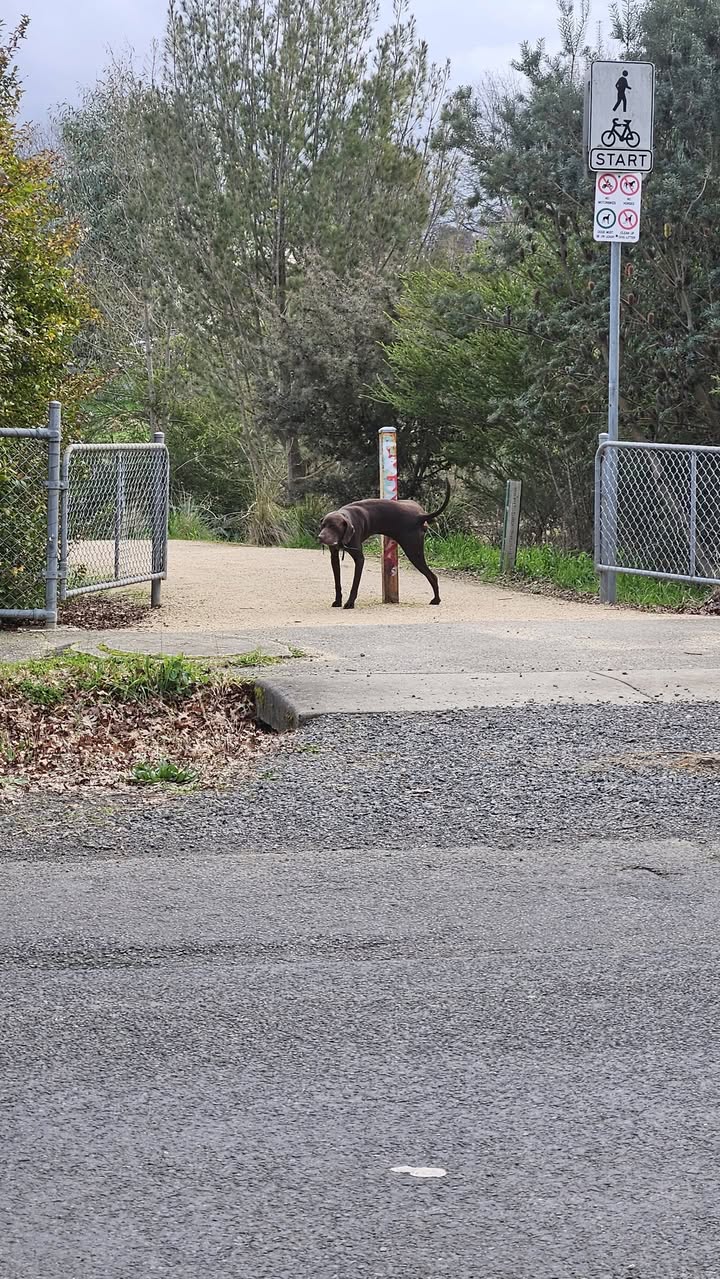 Found dog