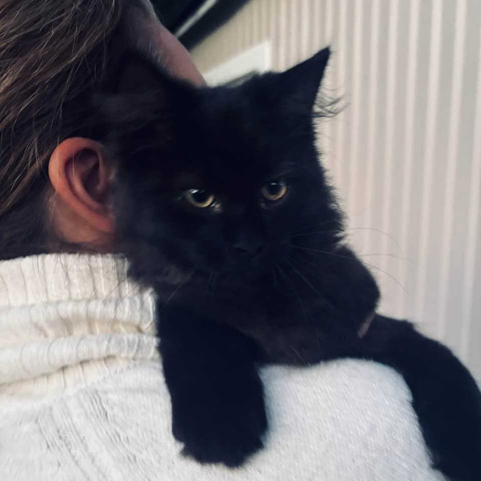Found cat