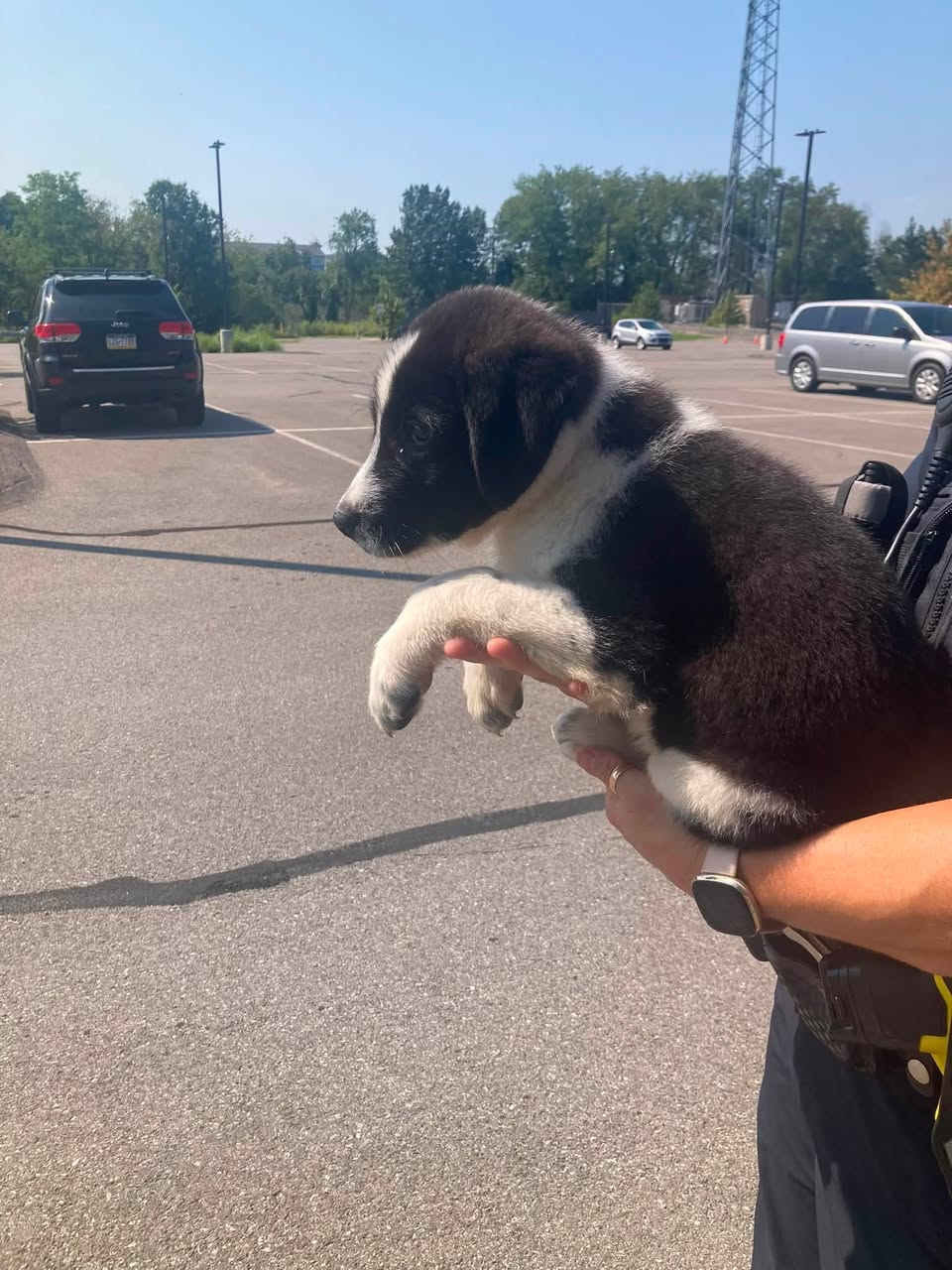 Found Dog in Cranberry Township