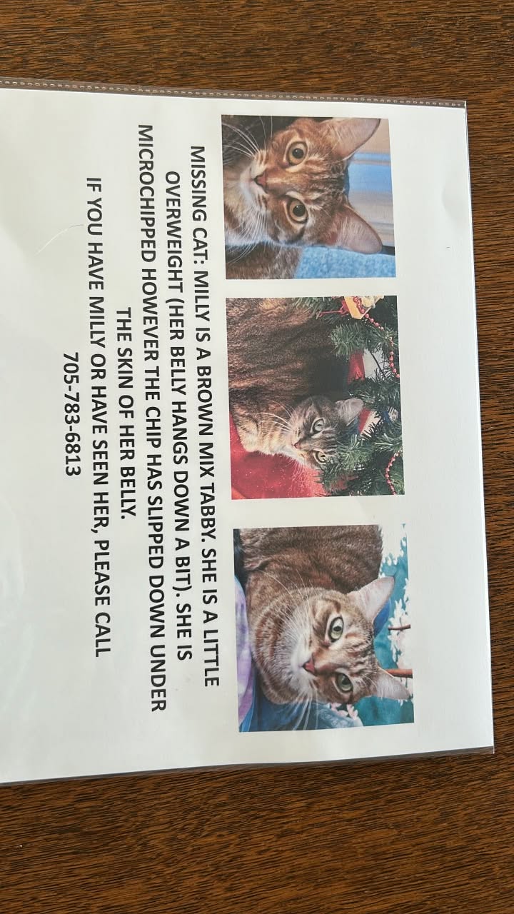 Lost Cat in Utterson