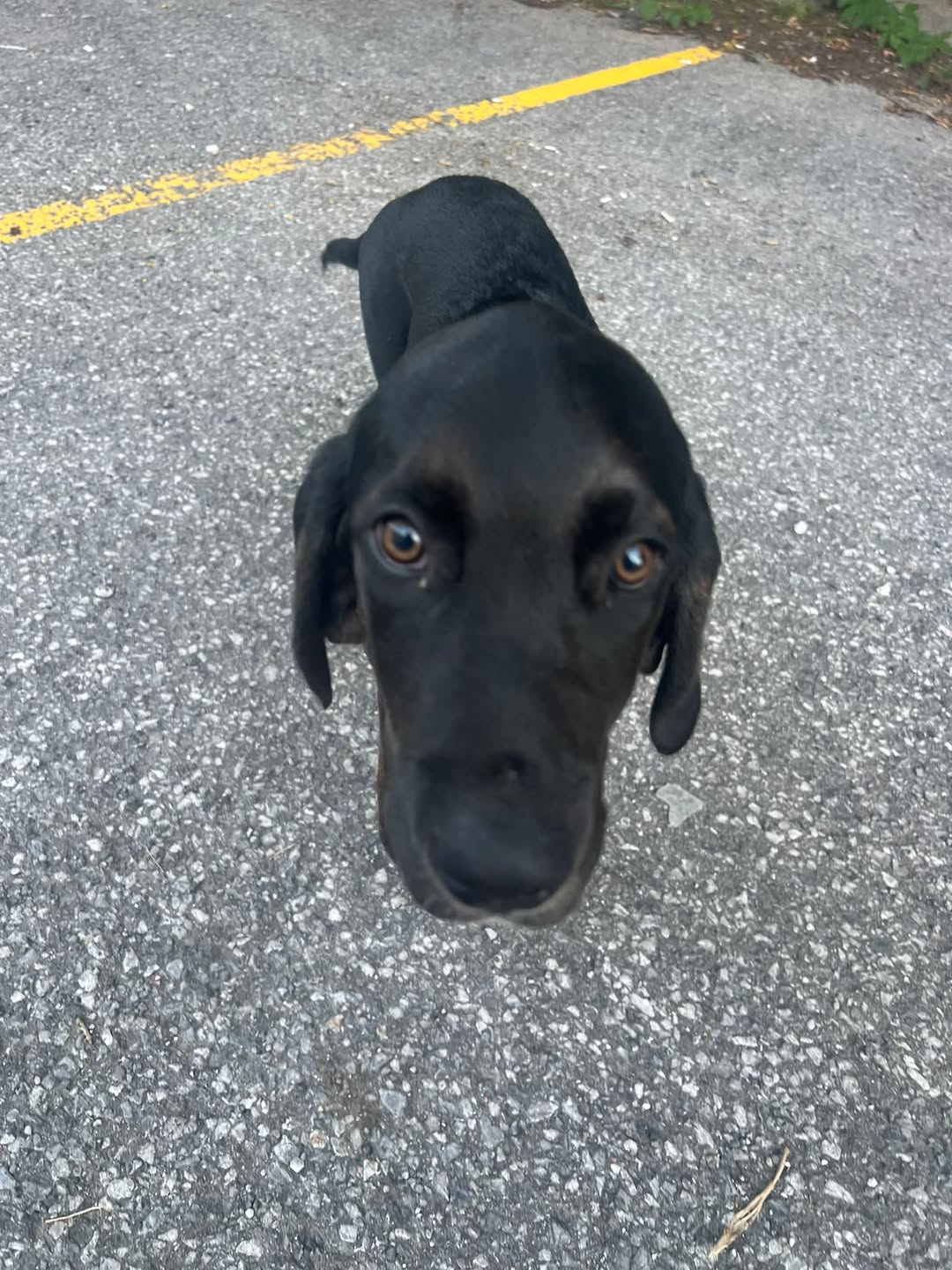 Found Dog in Hazeldean