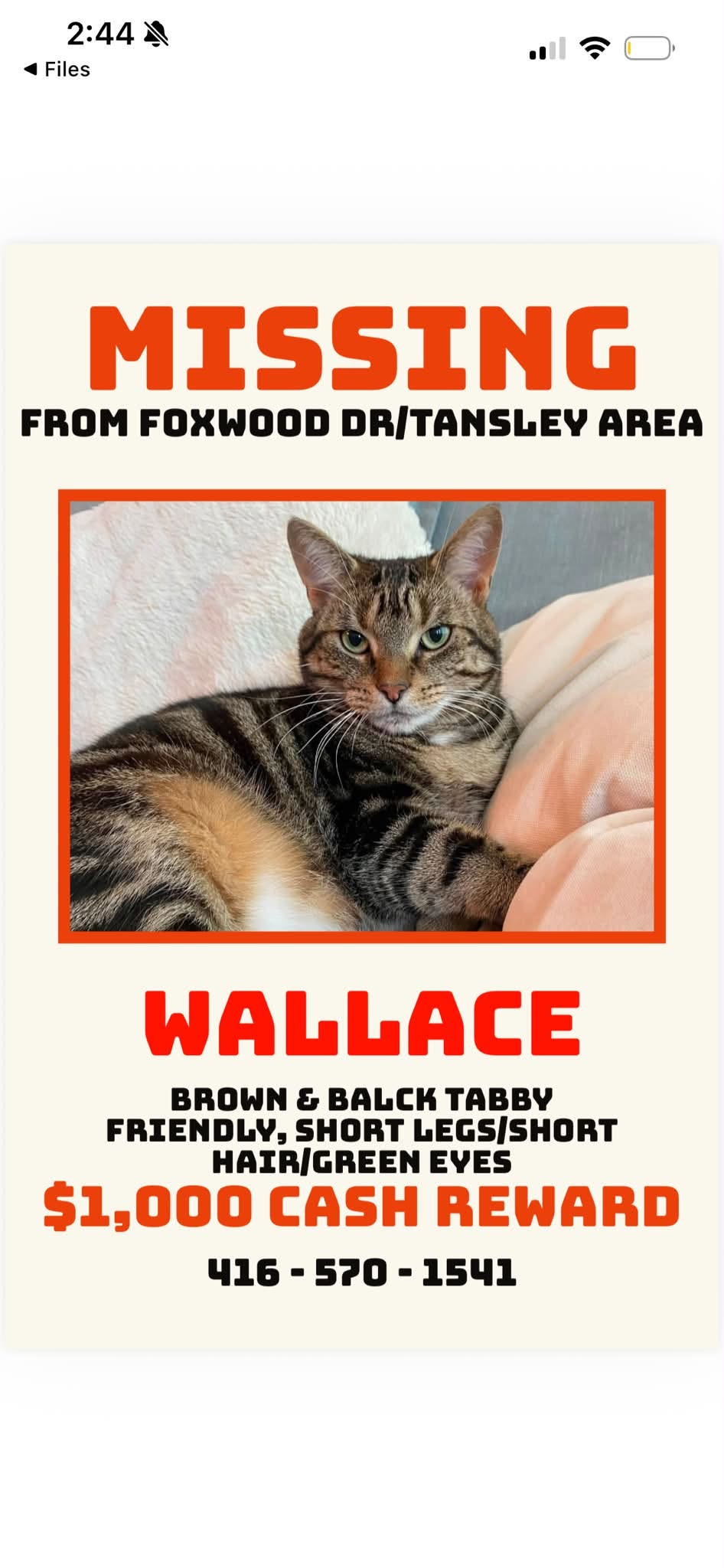 Lost Cat in Burlington