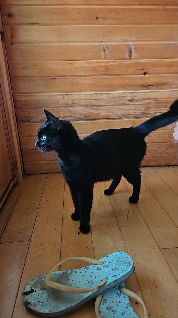 Found cat
