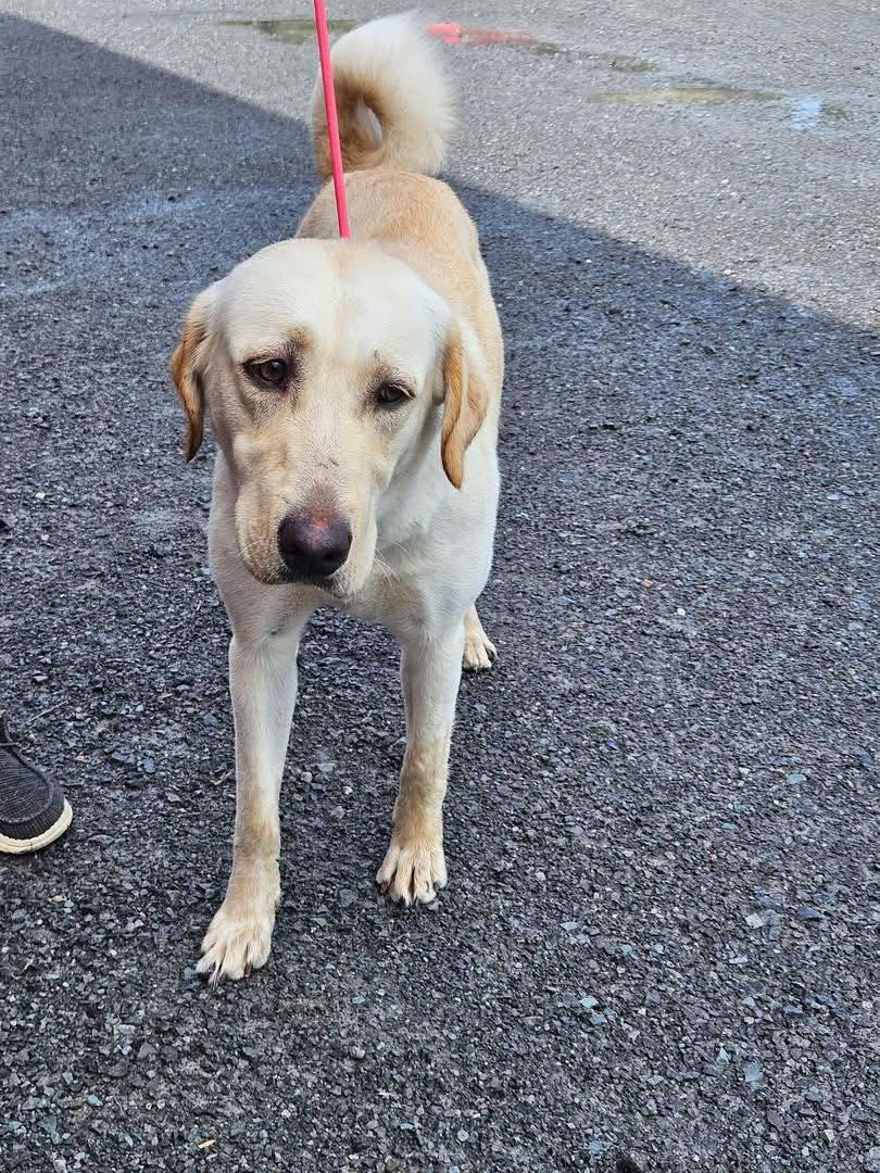 Found Dog in Carp