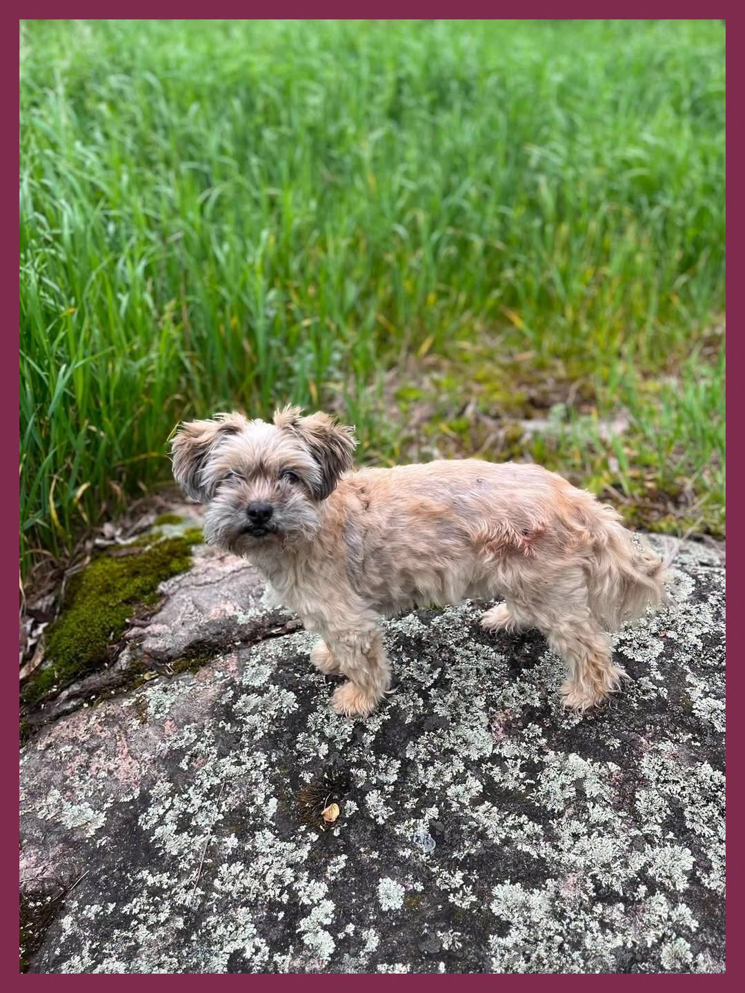 Lost Dog in Innisville
