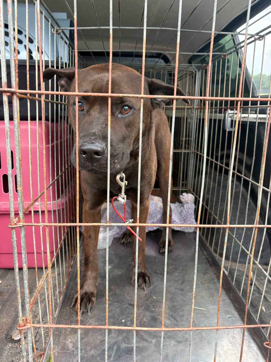 Found Dog in Ontario