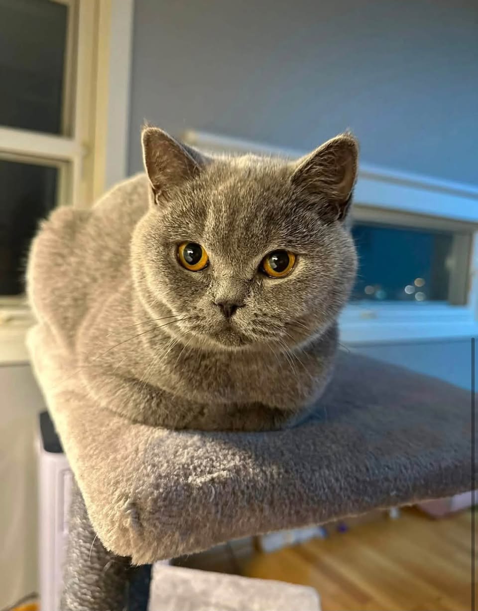 Lost Cat in Asker