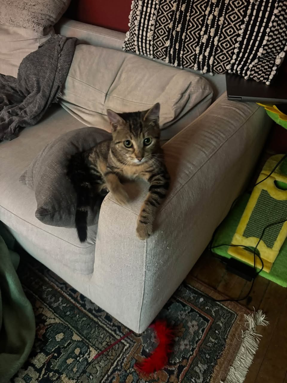 Lost Cat in Grey County