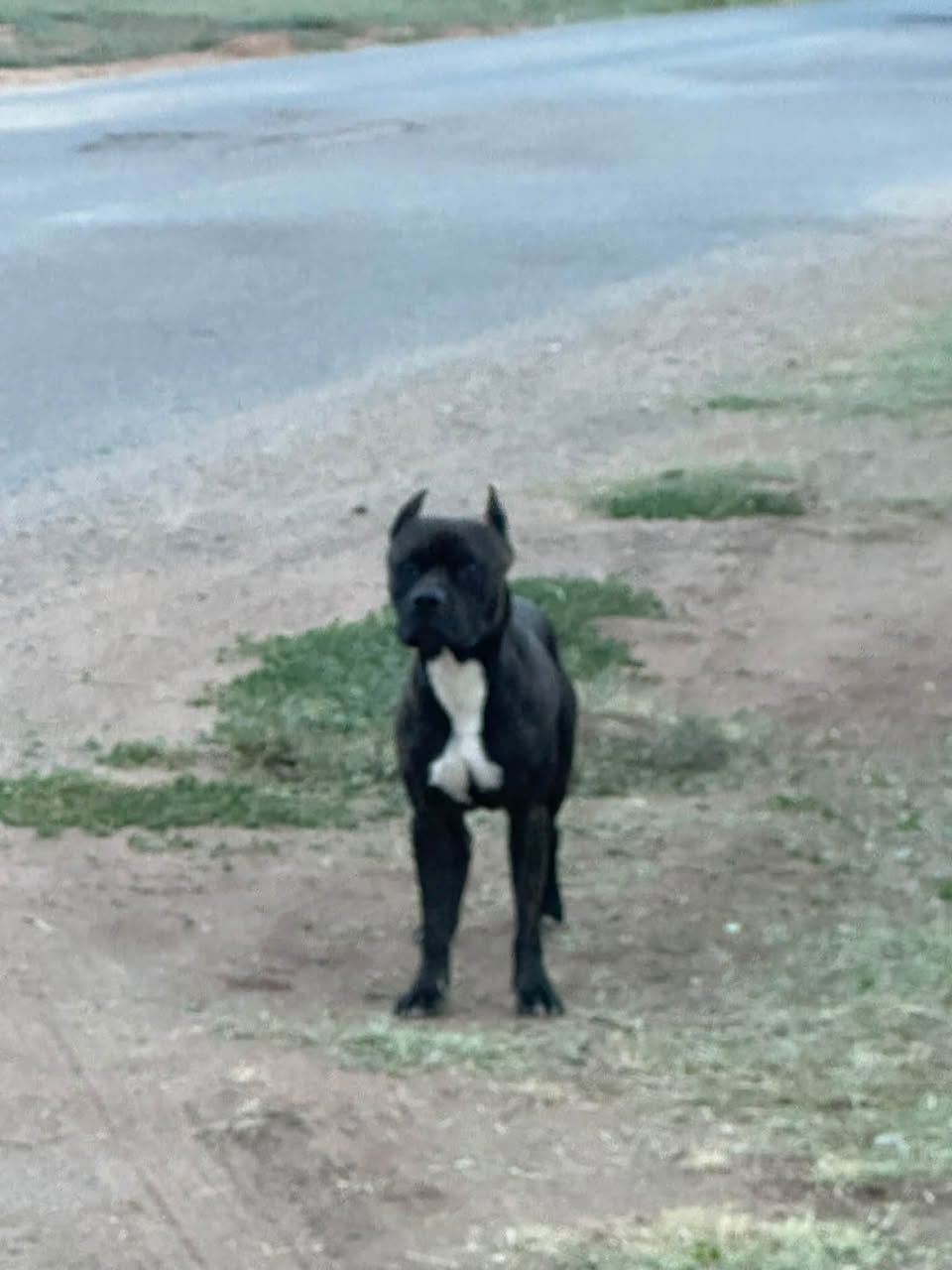 Lost Dog in Barbers Point