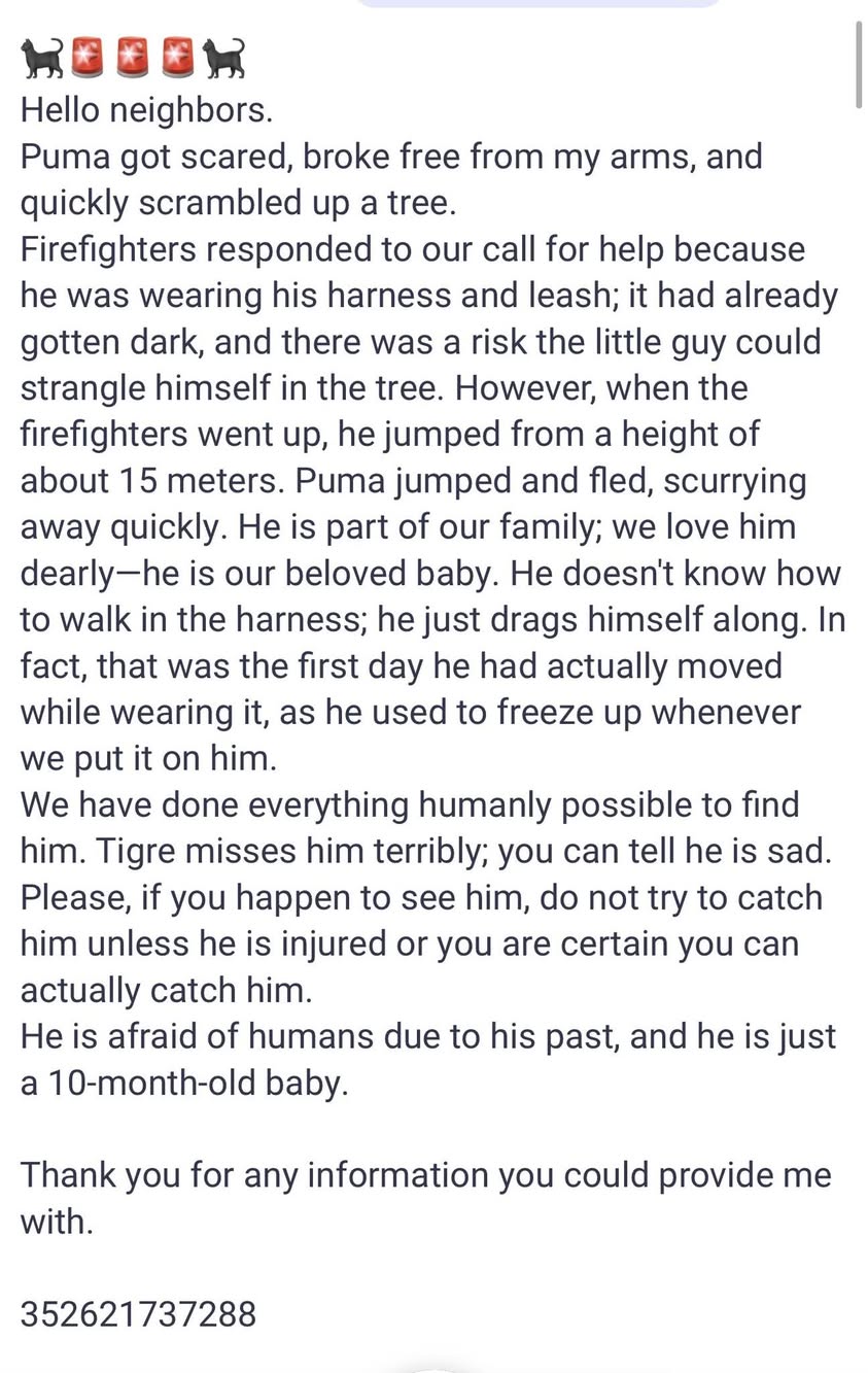 Lost Cat in Luxembourg