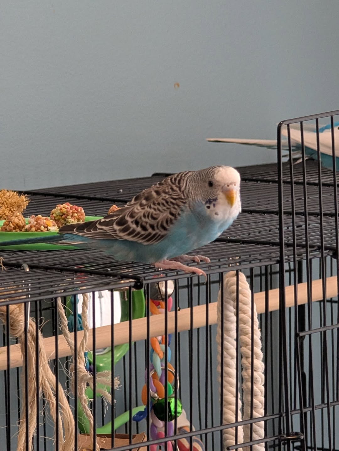 Lost Budgie in North York