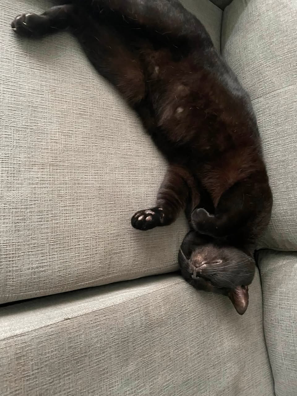 Lost Cat in Manning And Thickson