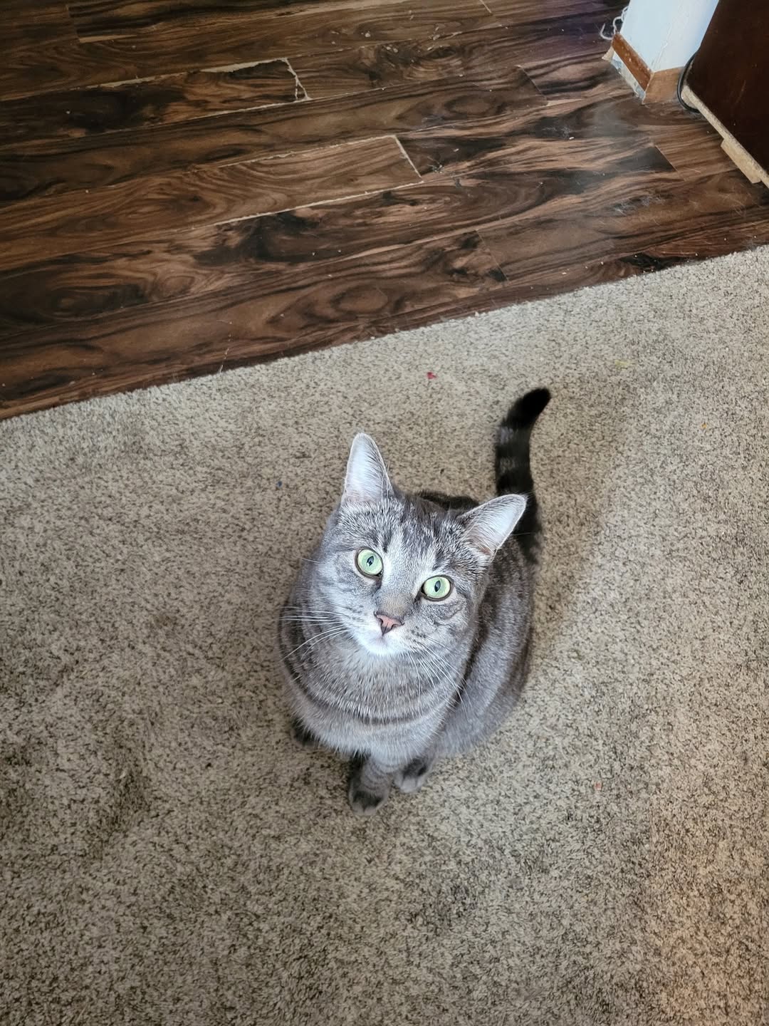 Lost cat