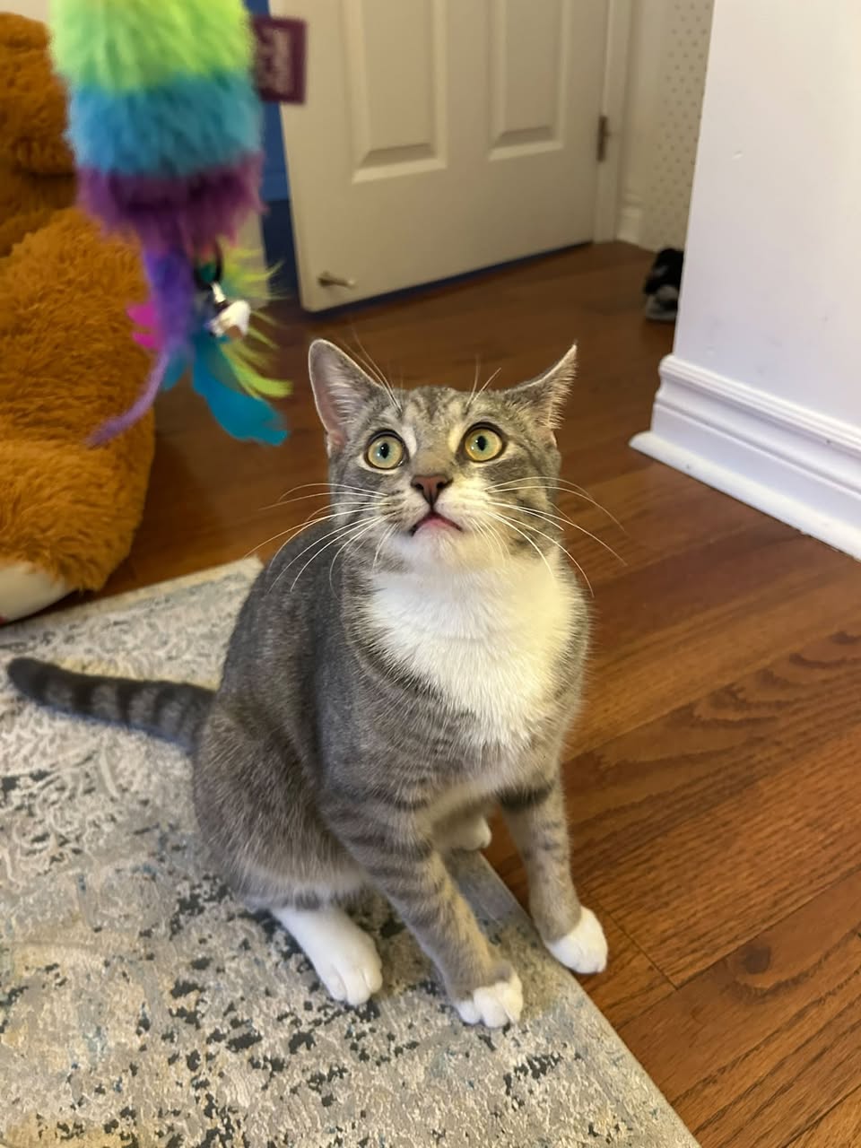Found cat