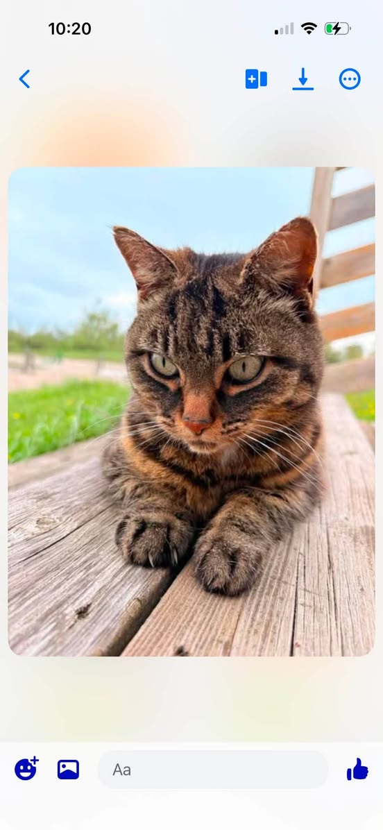 Lost Cat in Ontario