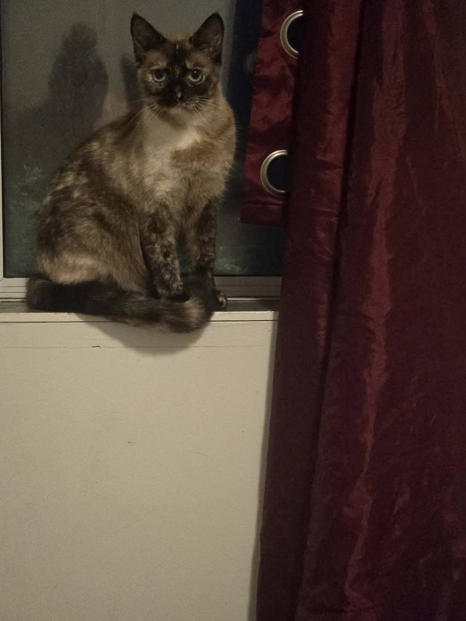Found Cat in Brantford