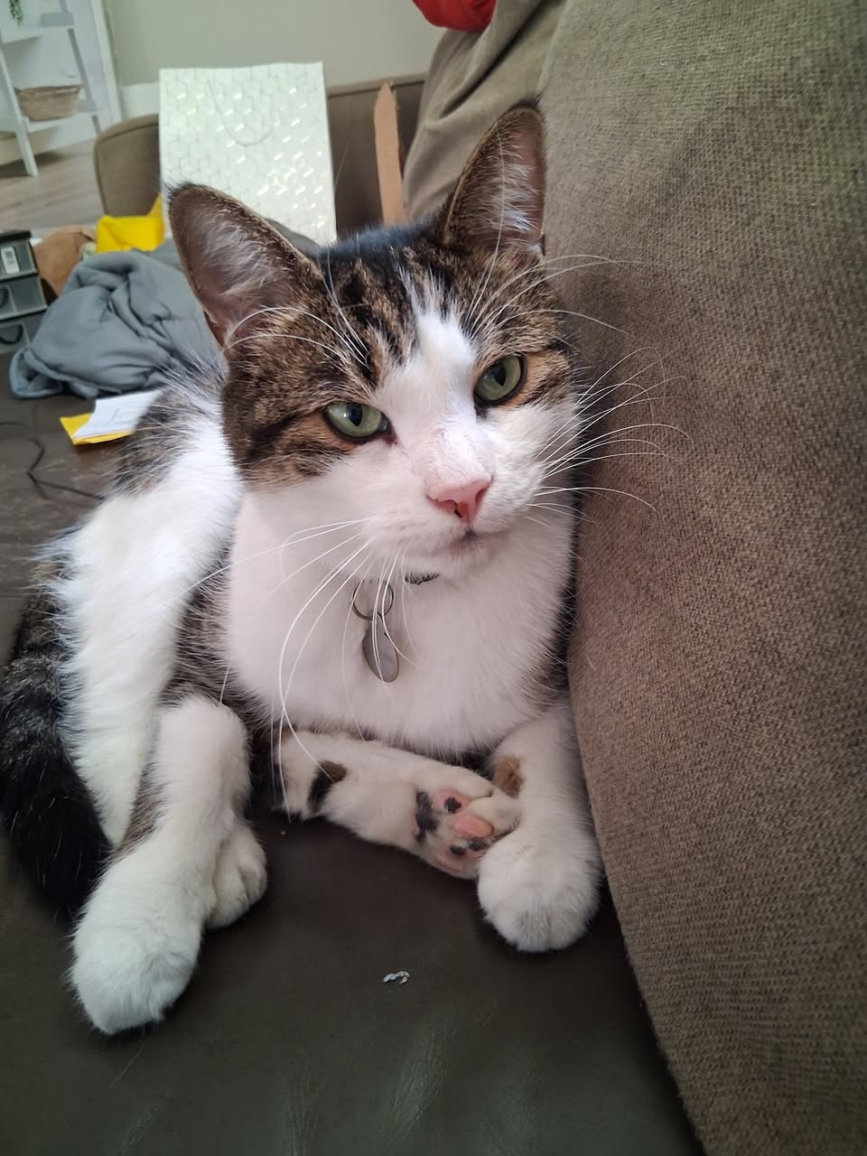 Lost Cat in Ontario
