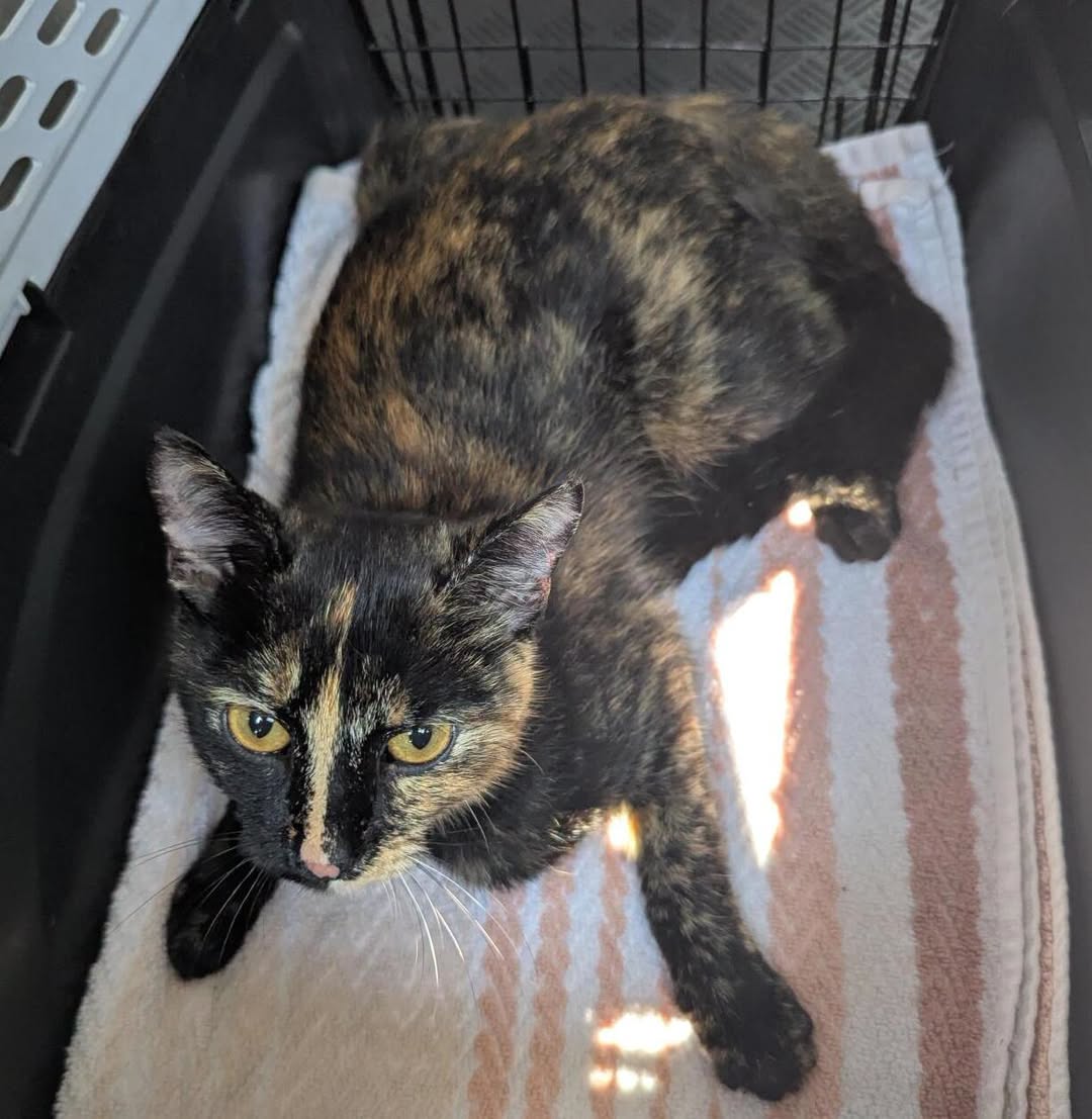 Found cat