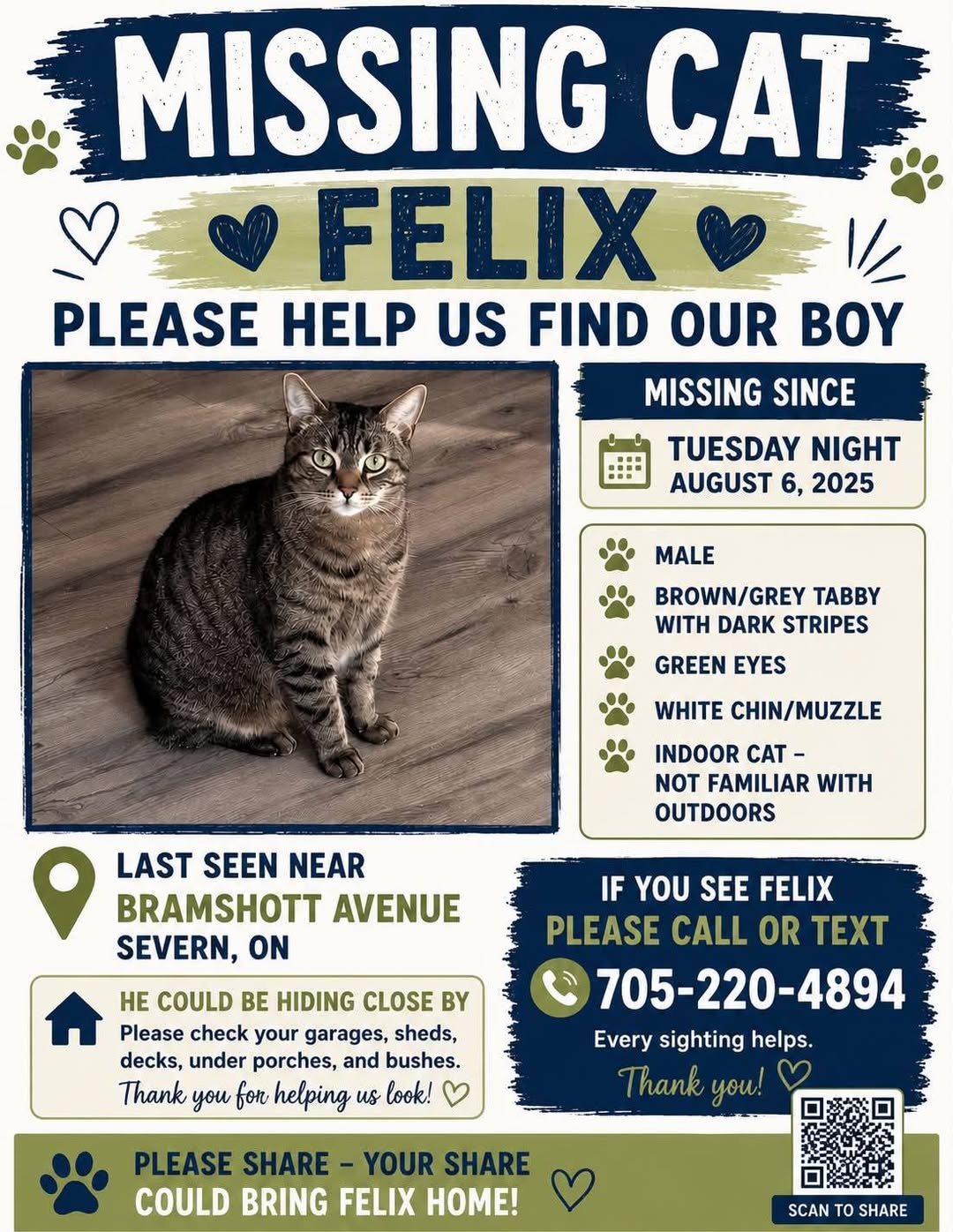 Lost Cat in Severn