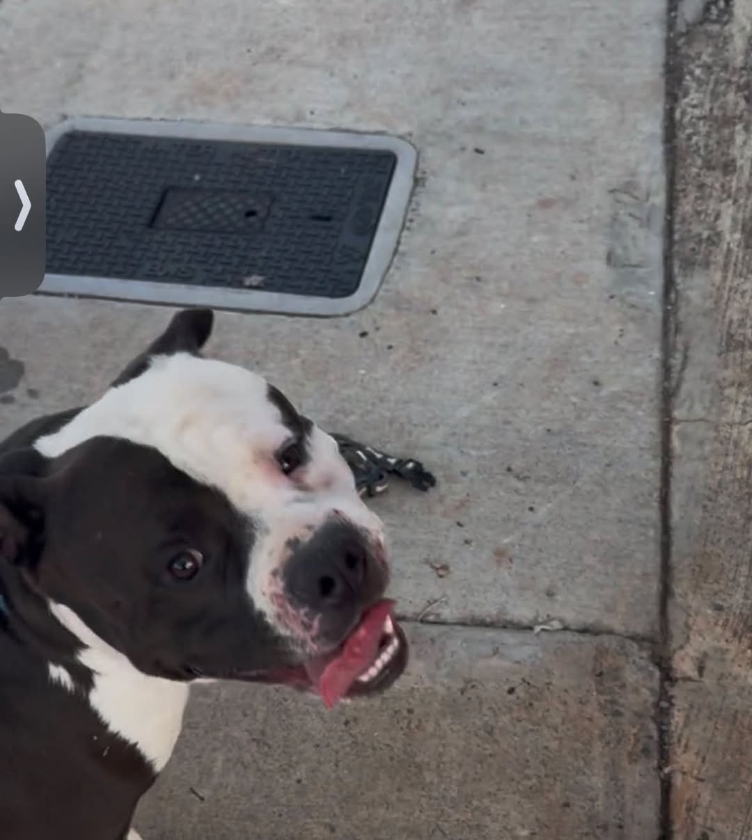 Lost Dog in Upper Makakilo