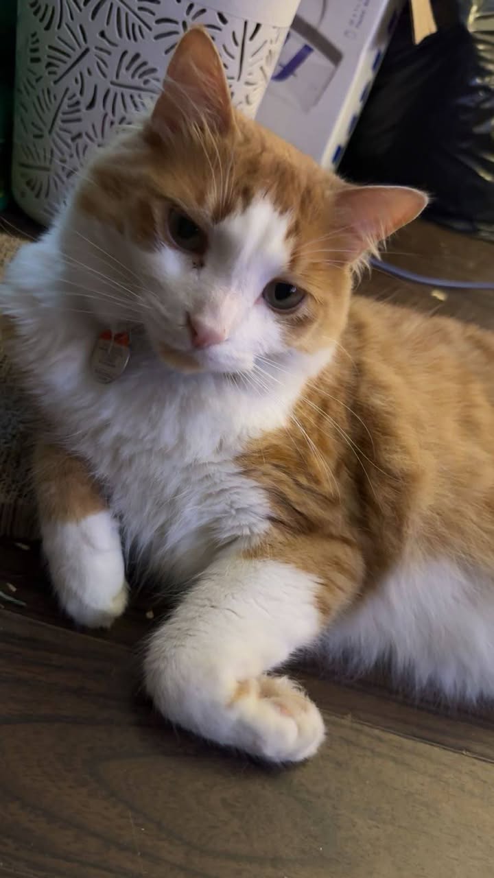 Lost Cat in Main And Gladstone