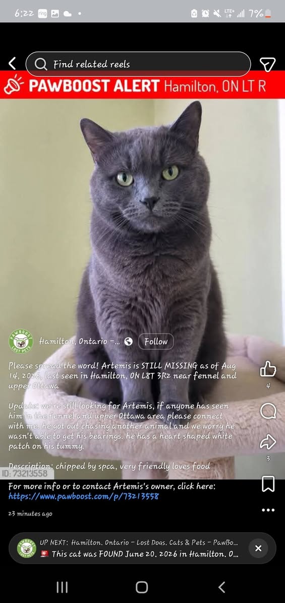 Lost Cat in Hamilton
