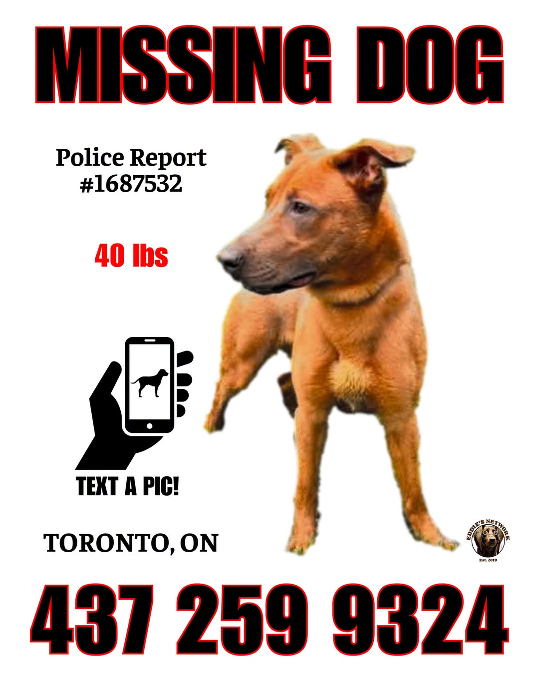 Lost Dog in Trinity Bellwoods