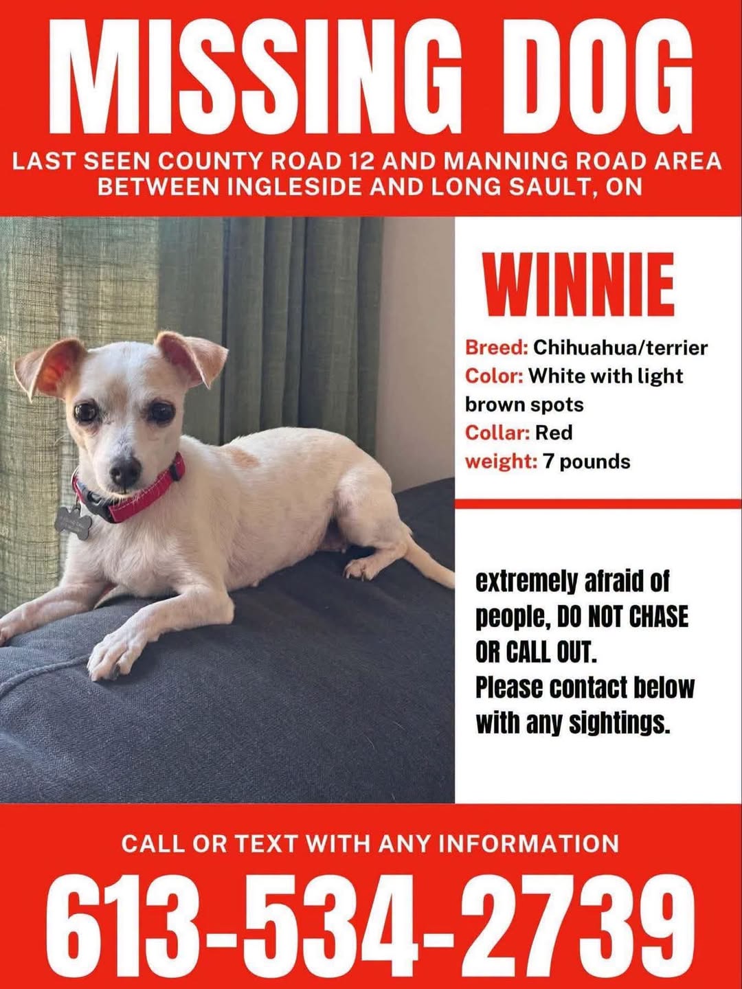 Lost Dog in Ingleside