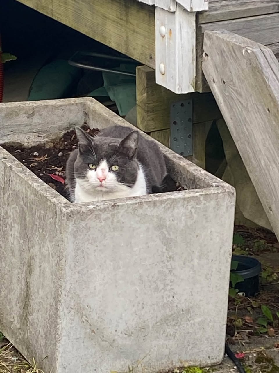 Found cat