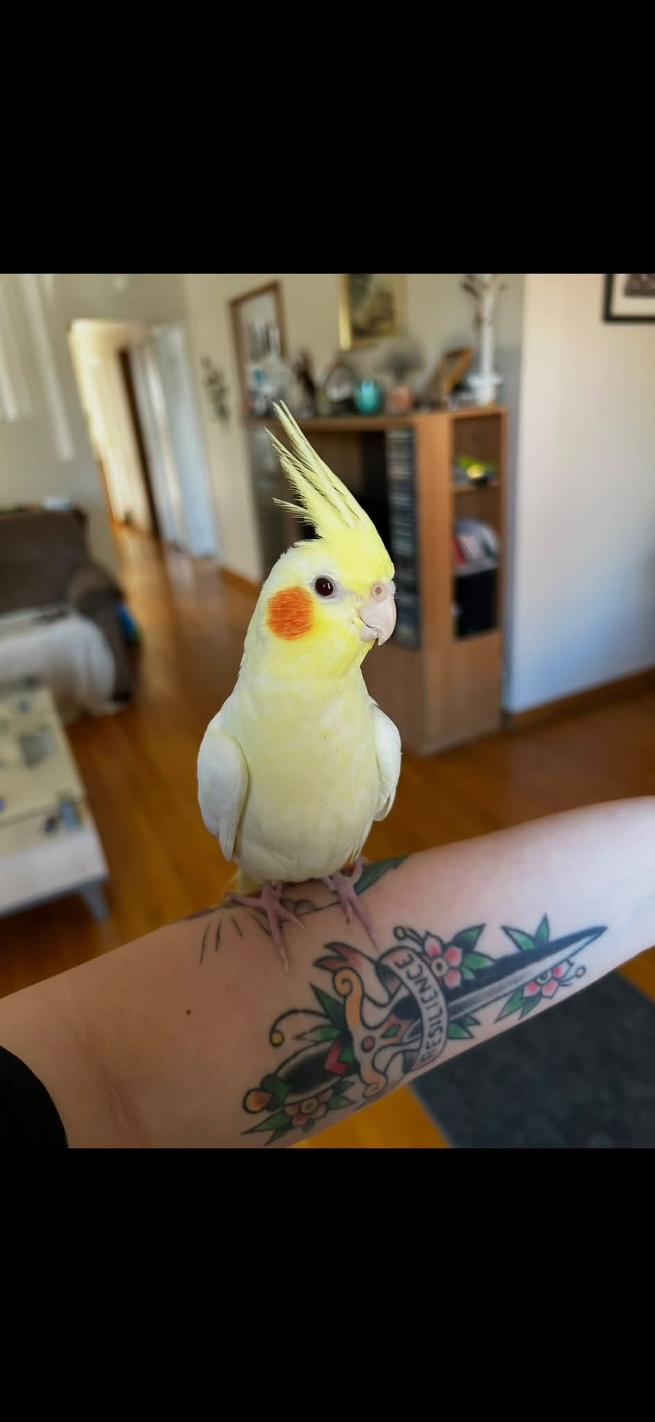 Lost Bird in Scarborough