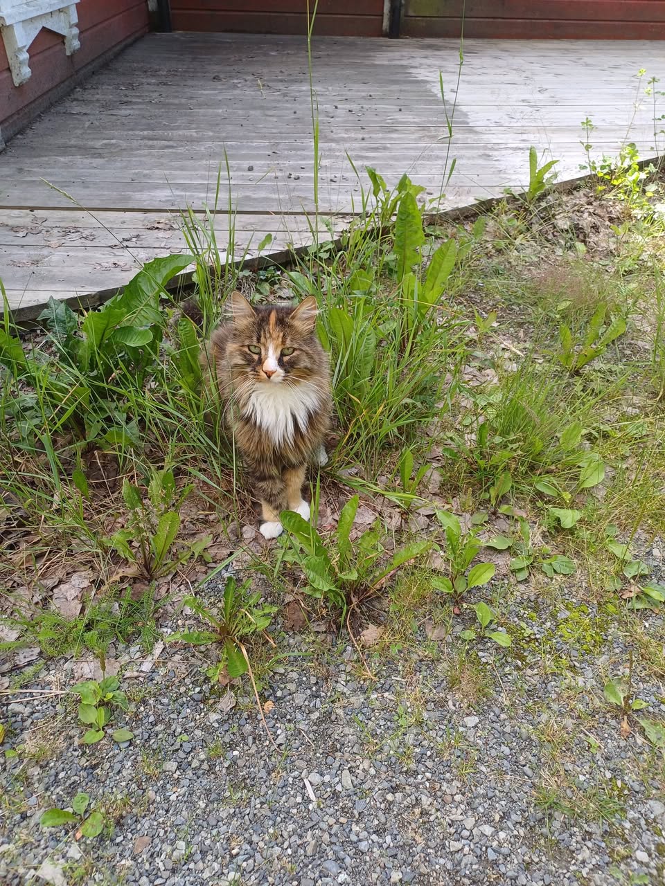 Lost Cat in Fetsund