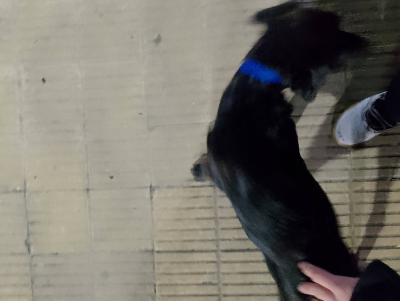 Found Dog in Pilar