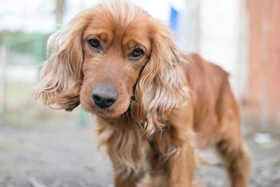 Found dog
