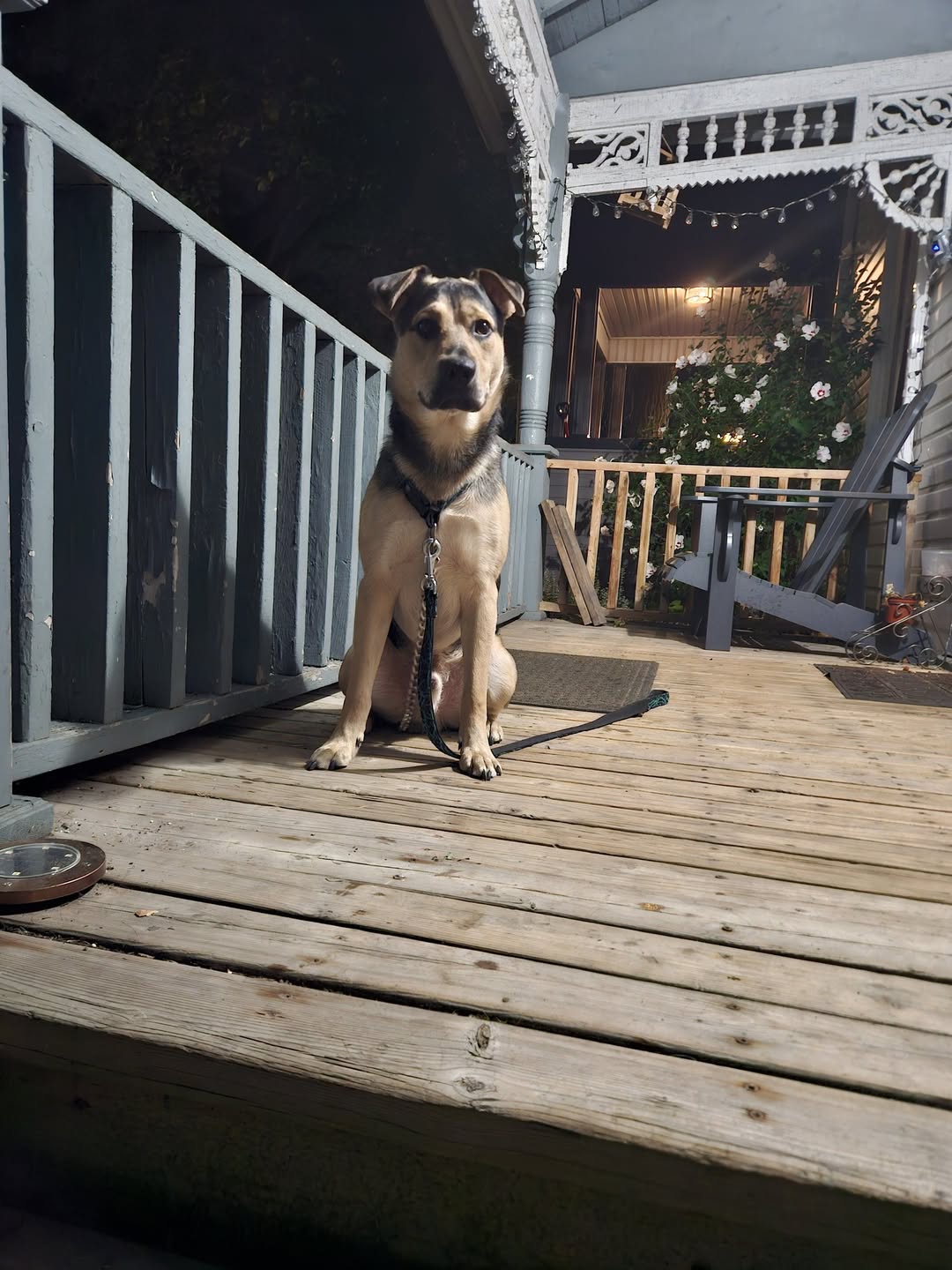 Found Dog in Ontario