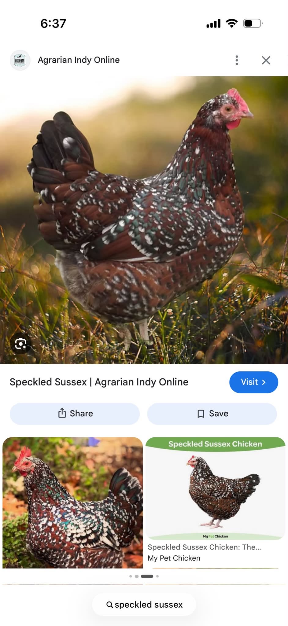Lost bird