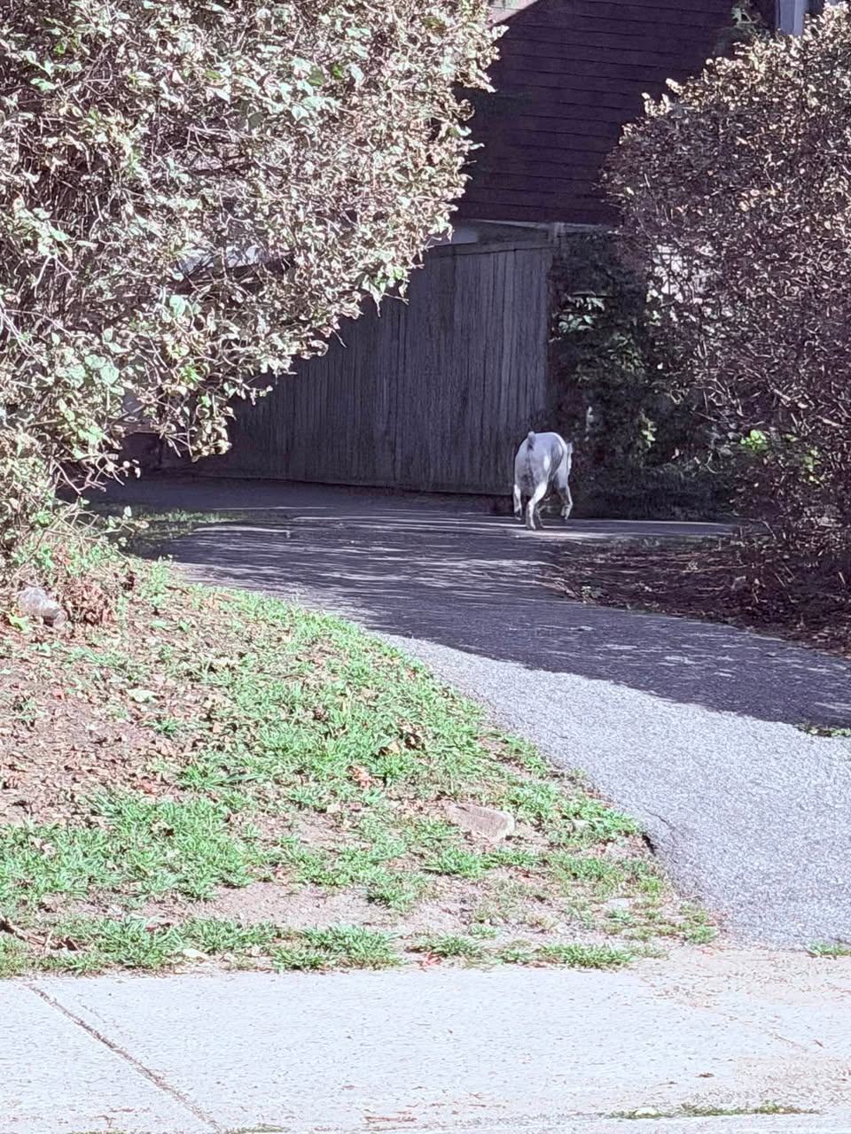 Found dog