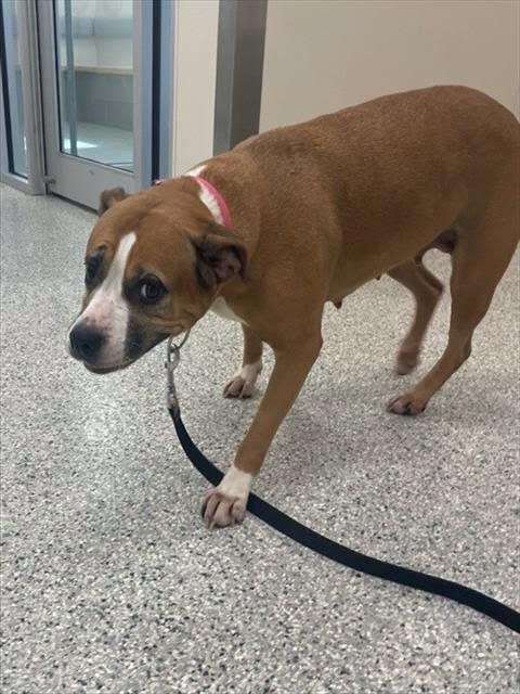 Found dog