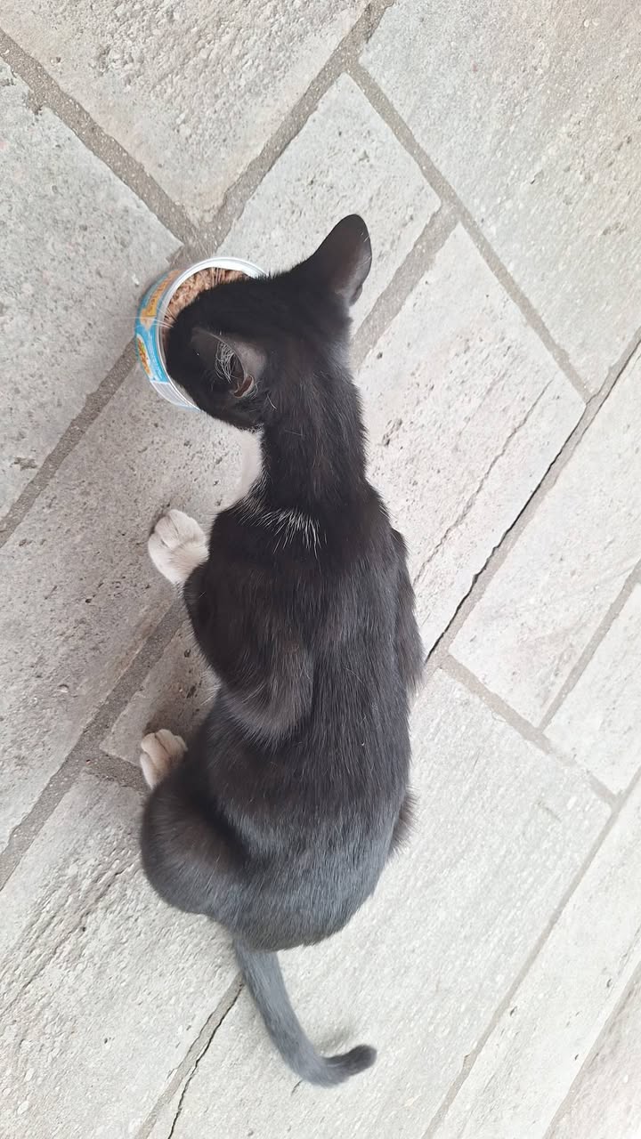 Found cat