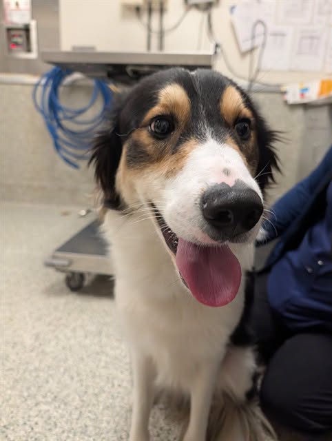Found dog