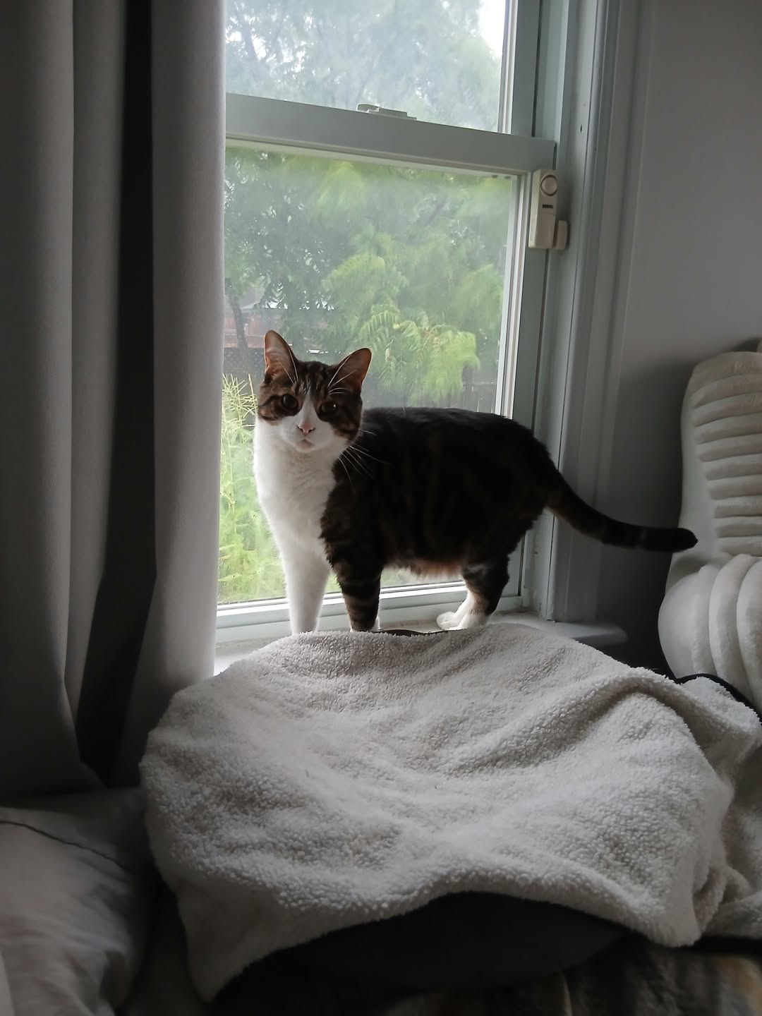Lost cat