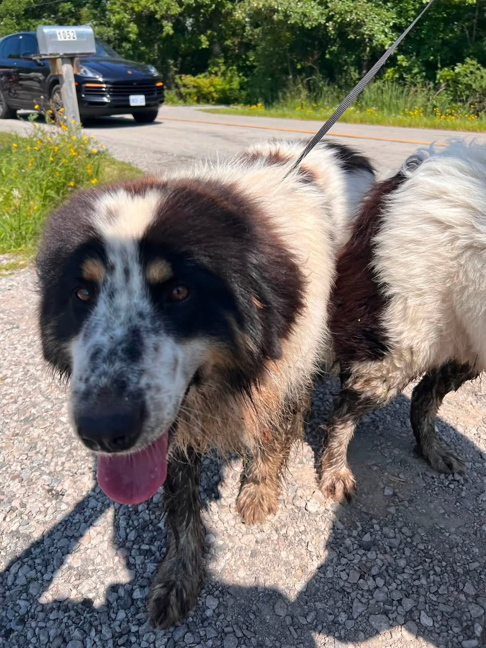 Found Dog in Stoney Creek