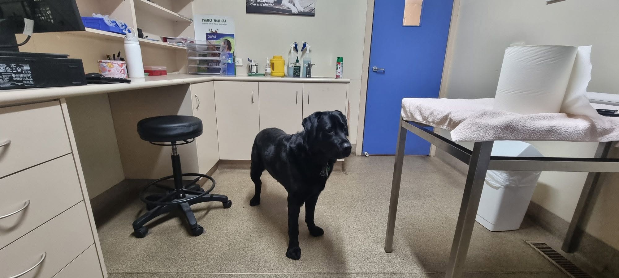 Lost dog