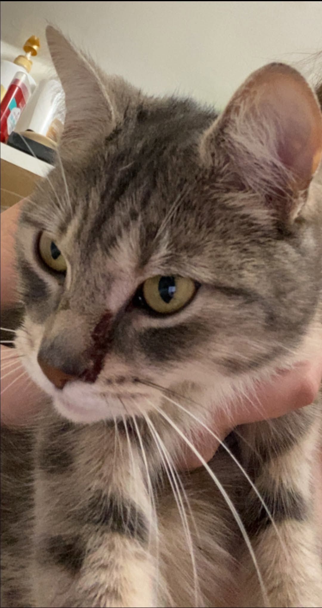 Lost Cat in Grey And Bruce Counties