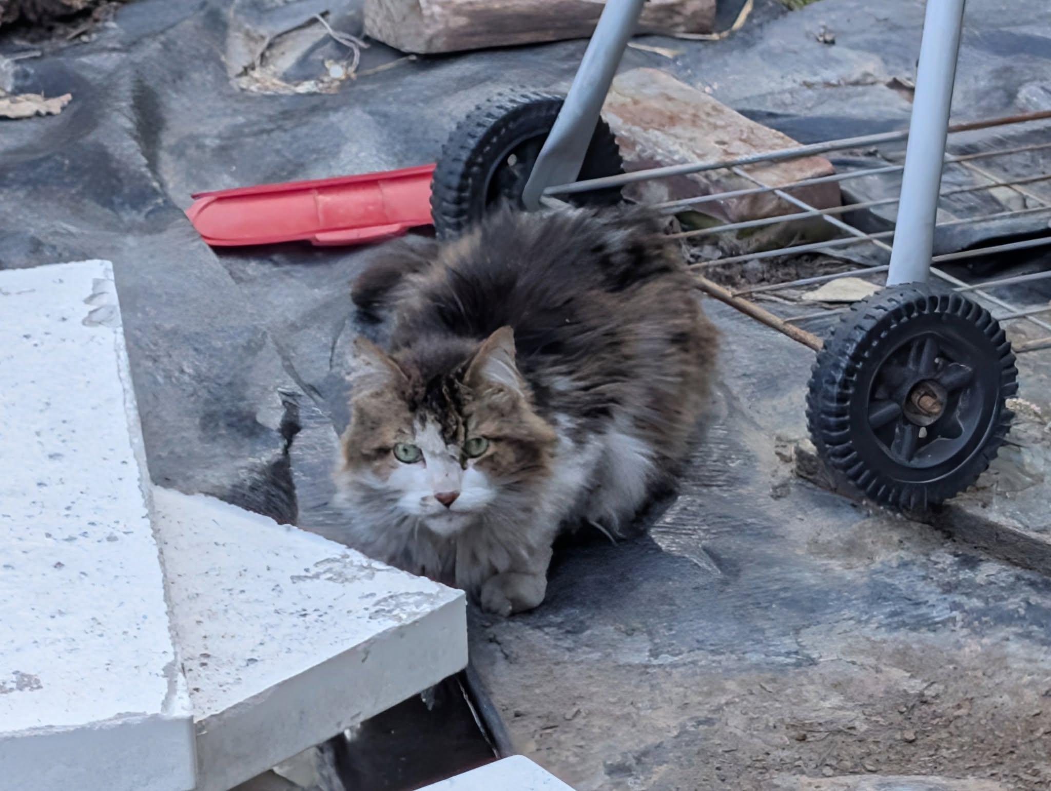 Found cat