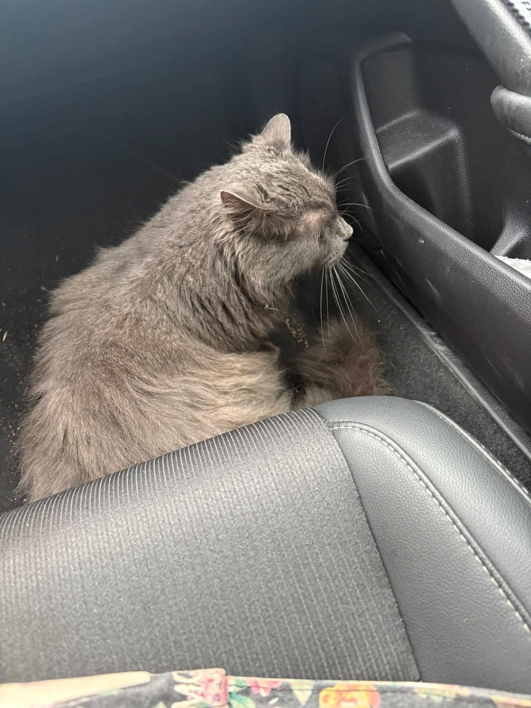 Found Cat in Ontario